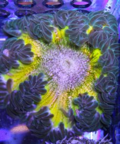 Ultra Rock Flower Anemone