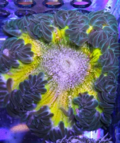 Ultra Rock Flower Anemone