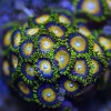 Scrambled Egg Zoas pp