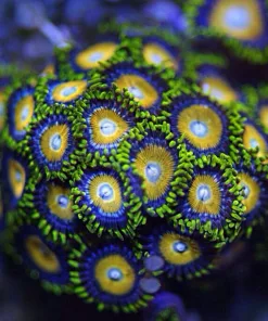 Scrambled Egg Zoas pp