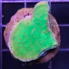 seasons greetings Montipora frag