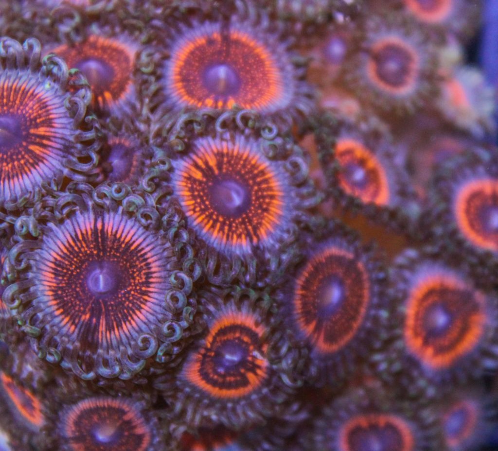 Frag Box Corals