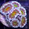 Ultra Acan