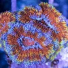 Ultra Aussie Acan Frag