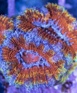 Ultra Aussie Acan Frag