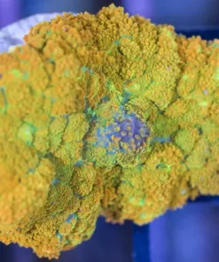 Ultra Citrus Rhodactis