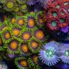 Yellow Brick Road Zoa per polyp