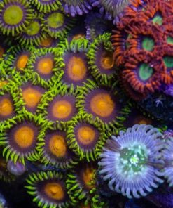 Yellow Brick Road Zoa per polyp