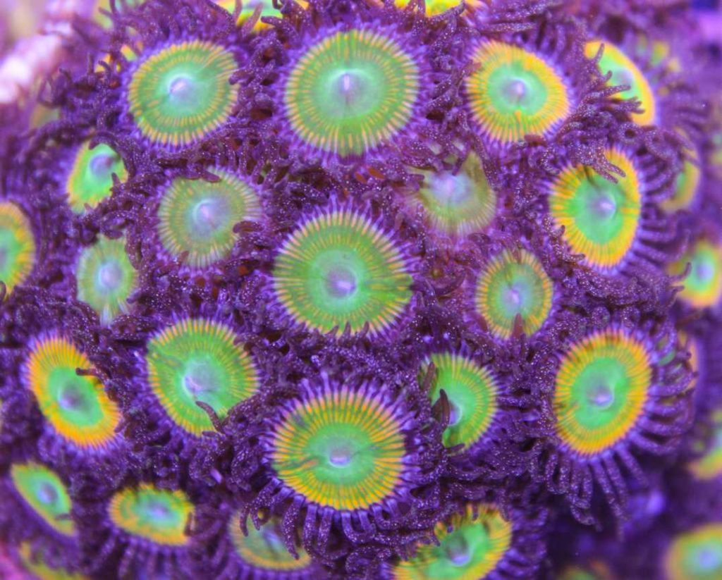 Frag Box Corals