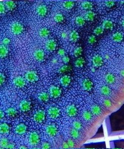 Hollywood Stunner Chalice