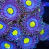 Alien Eye Zoa