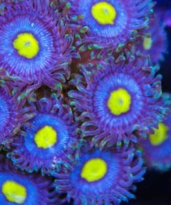 Alien Eye Zoa