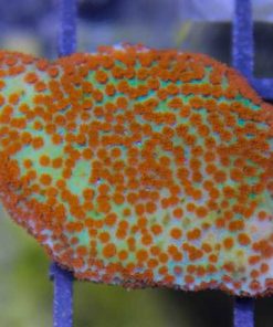 Reverse Sunset Montipora