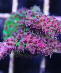 Red Planet Acropora