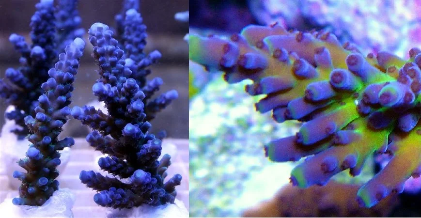 Frag Box Corals