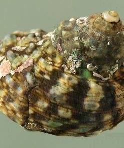 Mexican Turbo Snails