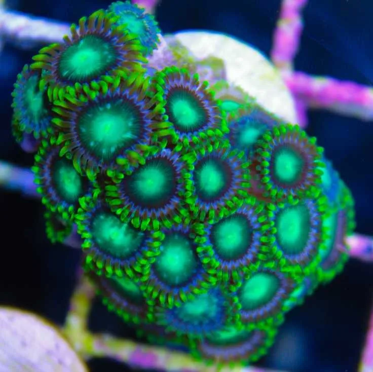 Frag Box Corals