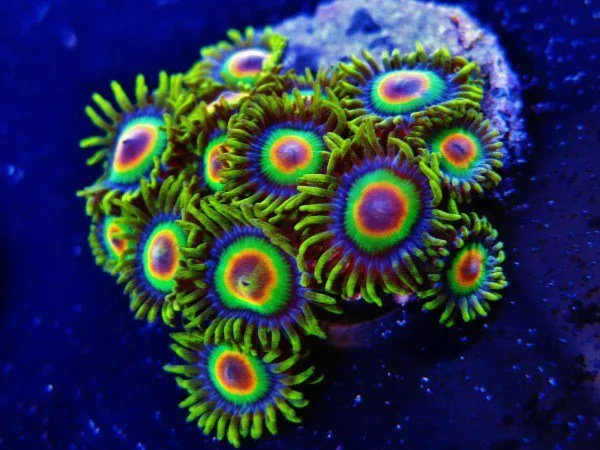 Frag Box Corals