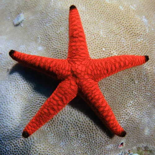 red fromia starfish
