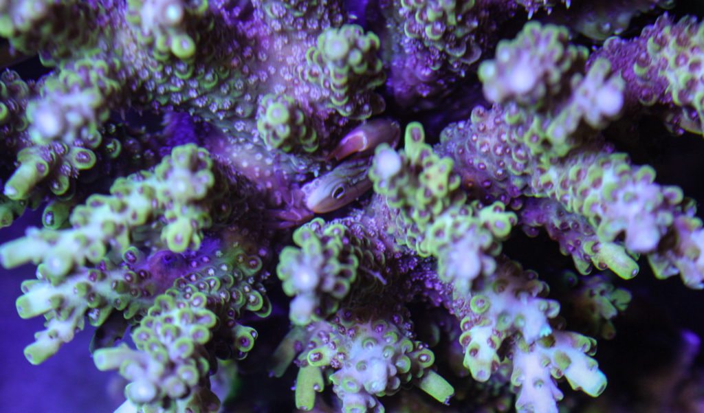 Frag Box Corals