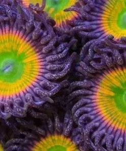 Sunny D Zoanthids (Row #5)