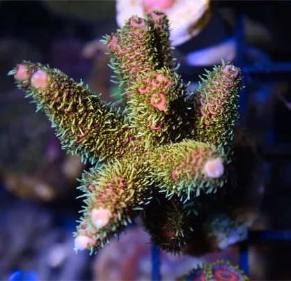 Frag Box Corals
