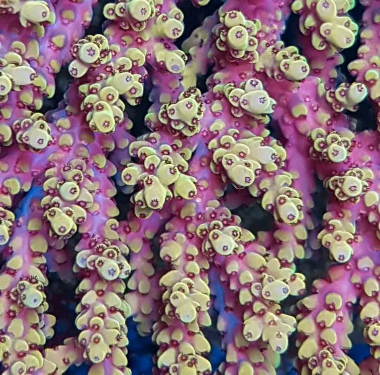 megman acropora