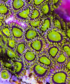 Lemon Drop Zoanthids