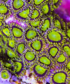 Lemon Drop Zoanthids