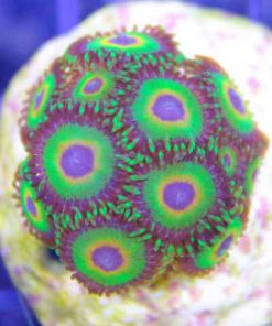 ultimate rasta zoanthids