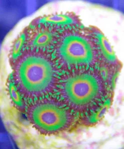 ultimate rasta zoanthids