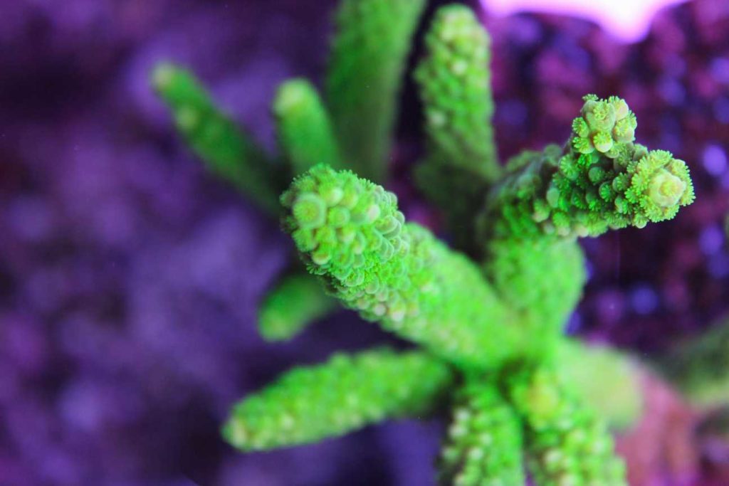 Frag Box Corals