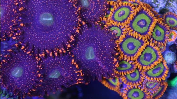 fruit loop zoas canada