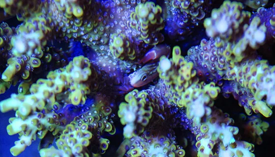 Frag Box Corals