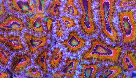 ultra acan lps canada