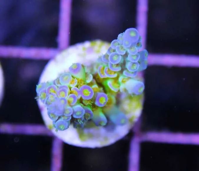 Frag Box Corals