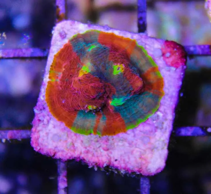 Frag Box Corals