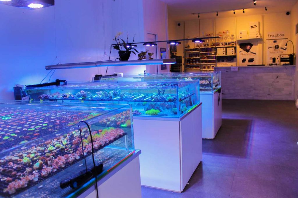 Toronto's Best Aquarium Store and Saltwater Corals - Aquariumstore 1024x682