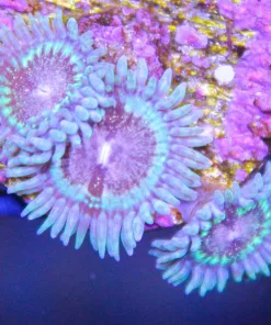 wysiwyg side splitters