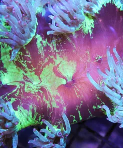 striped elegance coral