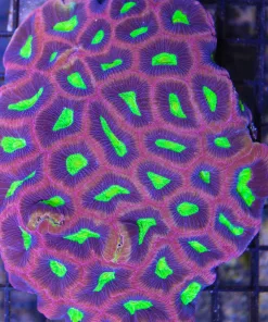 Aussie dragon soul favia