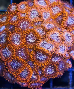 Utter Chaos Palythoa