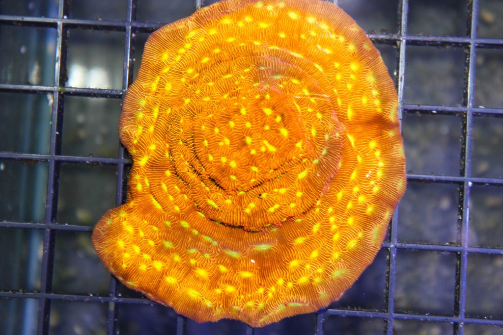 Frag Box Corals