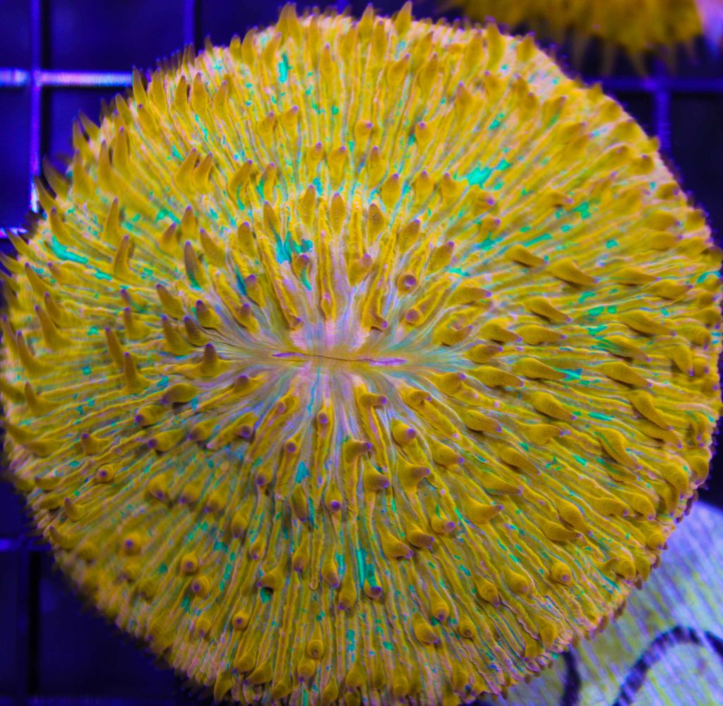 Frag Box Corals