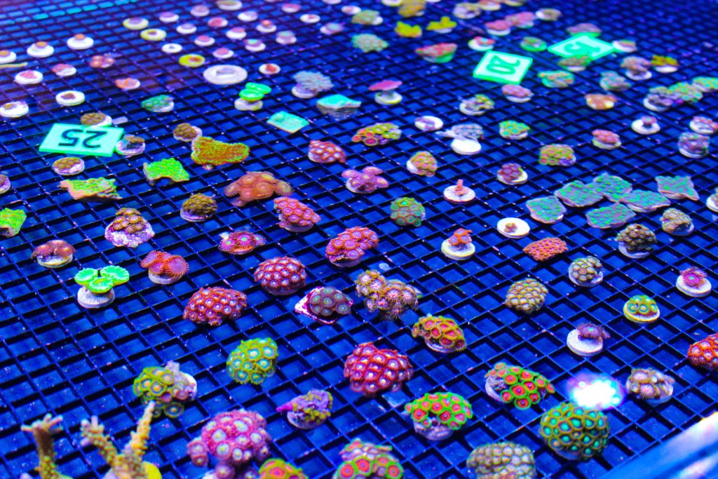 Frag Box Corals