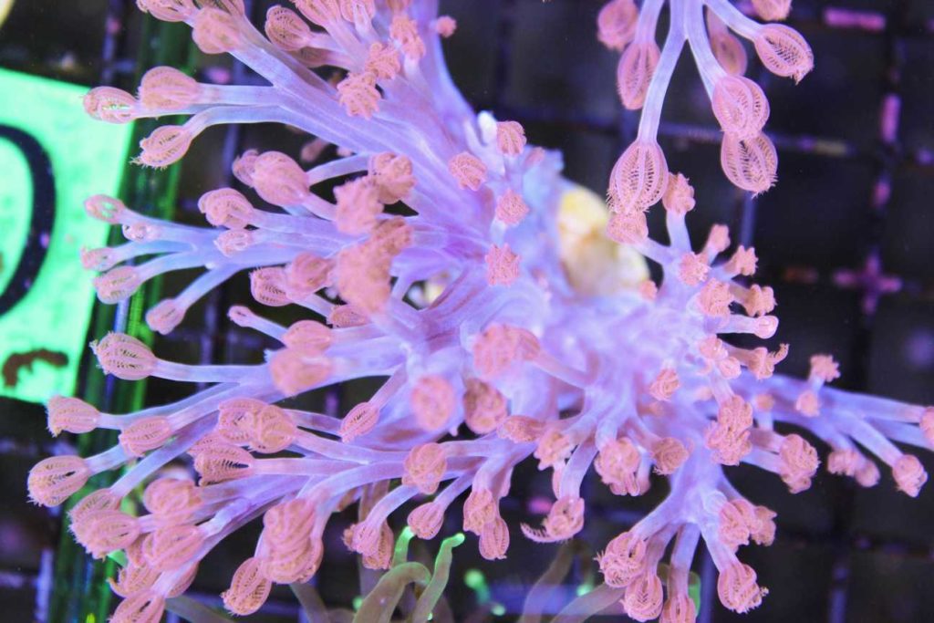 Frag Box Corals