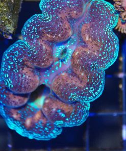 Crocea Clam