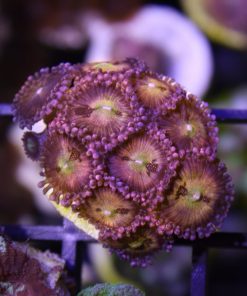 pineapple express paly