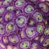 pineapple express zoas