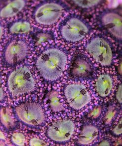 pineapple express zoas
